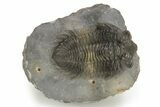 Multi-Toned Coltraneia Trilobite Fossil - Top Quality Specimen #254767-3